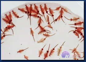 Artemia (Brine Shrimps)