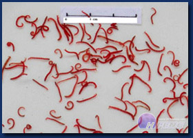 Small Bloodworms 