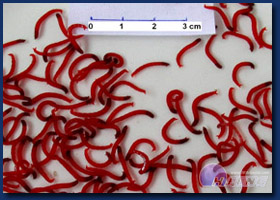 Big Bloodworms