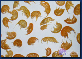 Boiled Gammarus