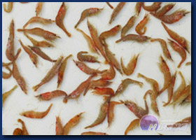 Fresh Small Shrimps