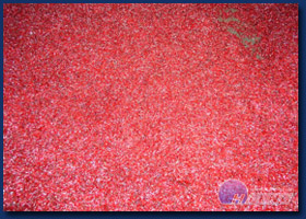 Live Bloodworms