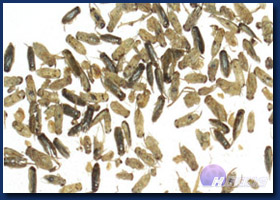 SD Water Fly SD Water Fly