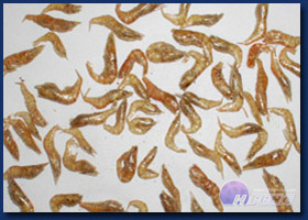 SD Small Shrimps SD Small Shrimps