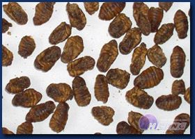 SD Silk Worm Pupa SD Silk Worm Pupa